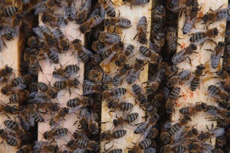 Honigwabenbienen Honigzelle Mit Bienen Bienenzucht Bienenstock