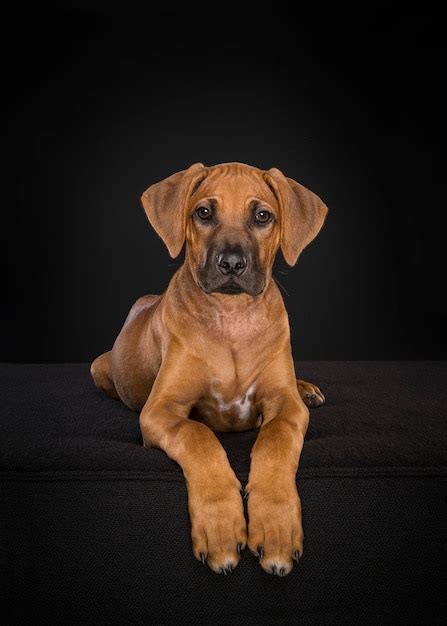 Cachorro rhodesian ridgeback mirando a la cámara acostado en un fondo