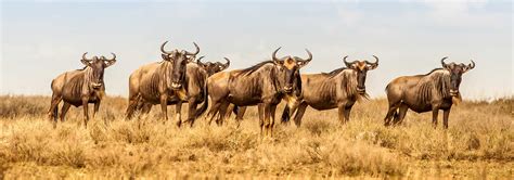 Masai Mara Weather Climate The Great Wildebeest Migration