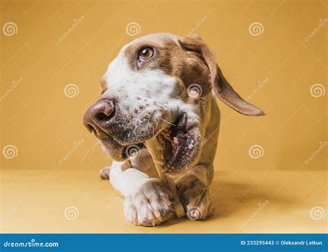 Front View Funny Dog Eating Bone. High Quality Photo Stock Image - Image of watching, grass ...