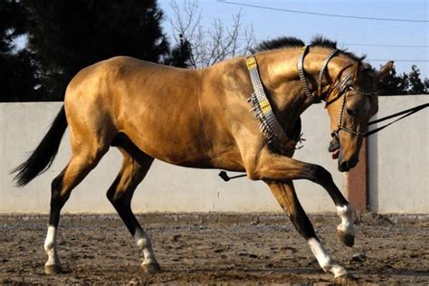 Akhal teke horses, Akhal teke, Buckskin horse