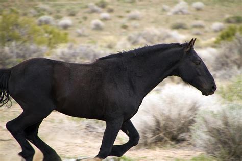 Black Mustang Stallion running like the wind. Photograph by Waterdancer ...