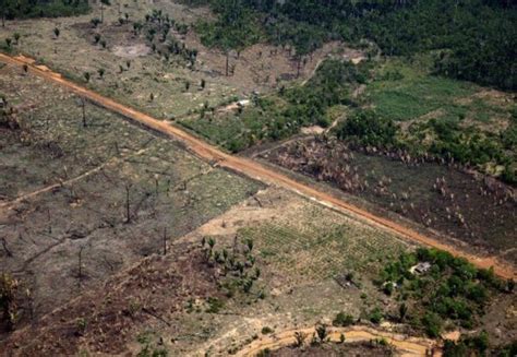 Inpe Alertas De Desmatamento Na Amaz Nia Batem Recorde Em Fevereiro