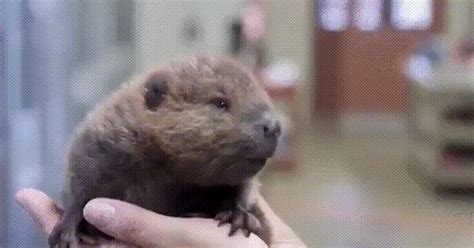 Gif Бобры - 62 фото