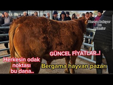 Bergama hayvan pazarı 2024 güncel fiyatlar Yetişen alıyor böyle dana