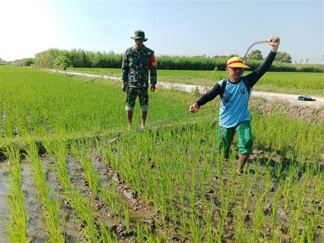 Terjun Ke Sawah Babinsa Koramil Bendo Dampingi Petani Lakukan