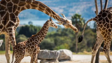 Viaje A Zambia Los Mejores Consejos Para Tu Safari Los Viajes De Sof A