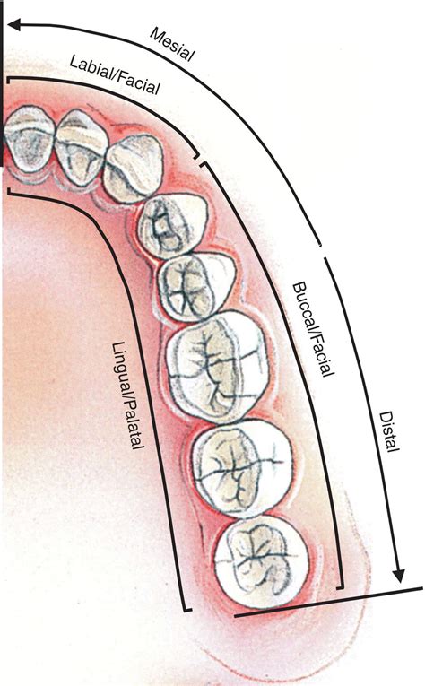 Labeled Tooth Surfaces Diagram