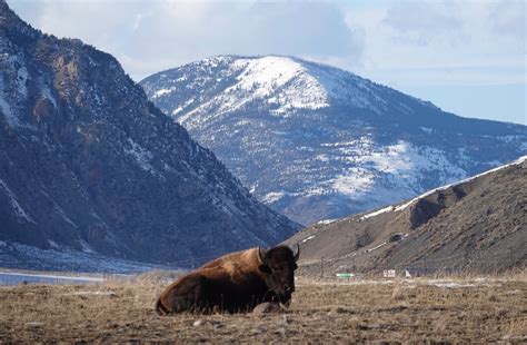 Rick Lamplugh: A Day in the Yellowstone Bison Migration: A Photo Essay