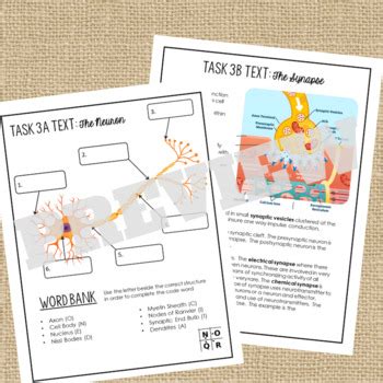 Nervous System Activity. Escape Room. Review by The Learning Hypothesis Store