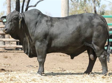 Rocky Repro Queenslands Bovine Reproduction Centre