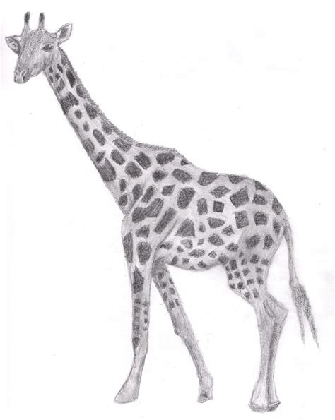 Drawing: Giraffe by JustinMs66 on DeviantArt