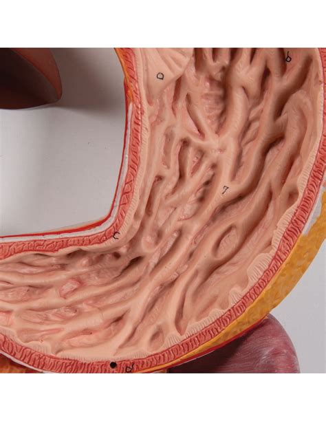 B Scientific Microanatomy Modello Di Tubo Digerente K