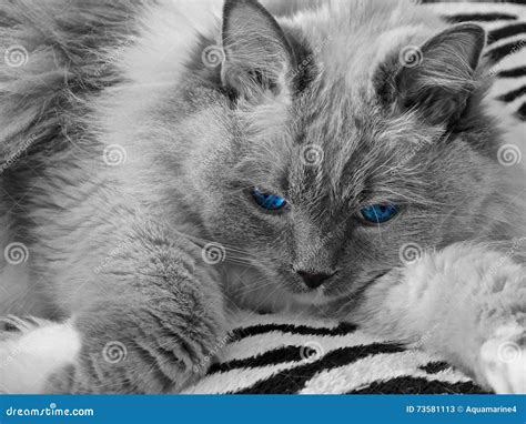 Ragdoll Cat with Blue Eyes. Stock Image - Image of mitted, animal: 73581113