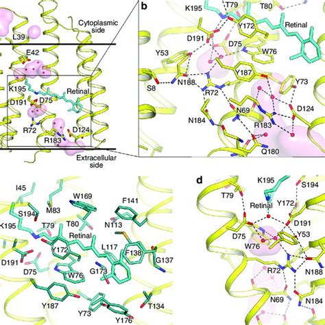 Structure Of Olpvrii Protomer Retinal Binding Pocket And Extracellular