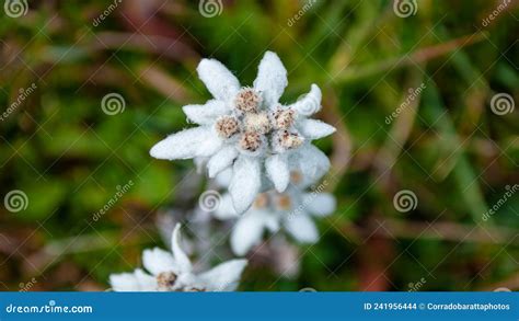 The Beautiful Edelweiss High Up In The Mountains Stock Photo Image Of