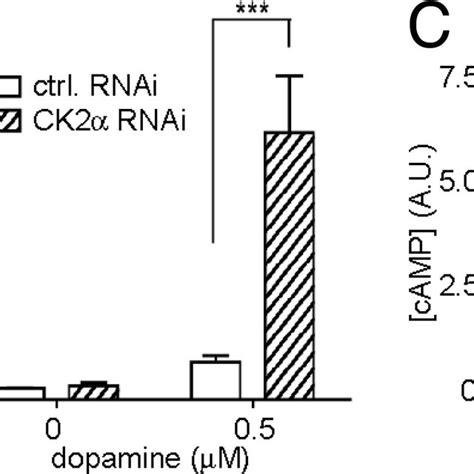 Knockdown Of CK2 By RNAi Enhances Gs Signaling In SK N MC Cells Levels