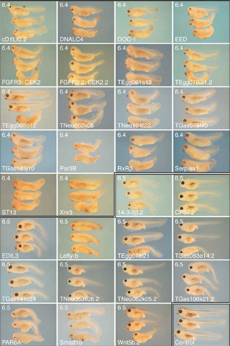 Figure From Defining Synphenotype Groups In Xenopus Tropicalis By