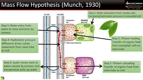 Describe How Translocation Occurs