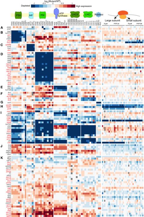 Systematic Identification And Characterization Of Genes In The