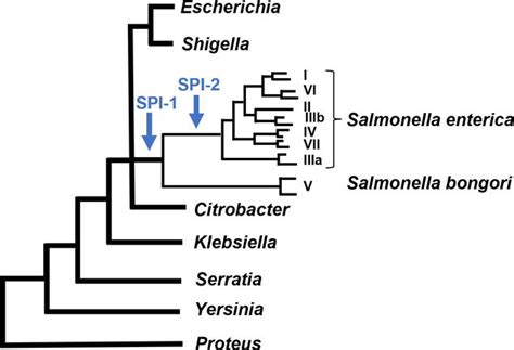 Salmonella The Critical Enteric Foodborne Pathogen Intechopen