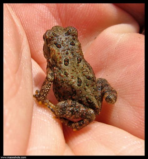 American Toad Baby Eric Mace Flickr