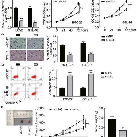 The Function Of Silenced Hsa Circ 0000285 On Gc Progression Hgc‐27 And