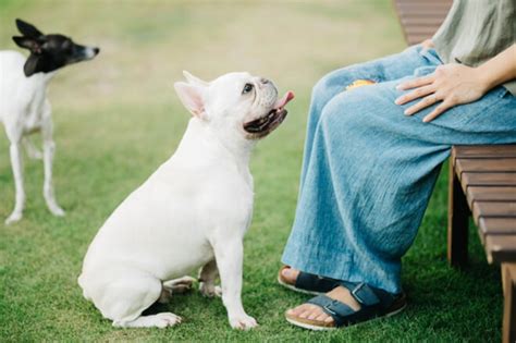 犬のしつけ～おさえておきたい基本的な項目と、ポイント・注意点を伝授！～ 犬の生活 Sbiいきいき少短