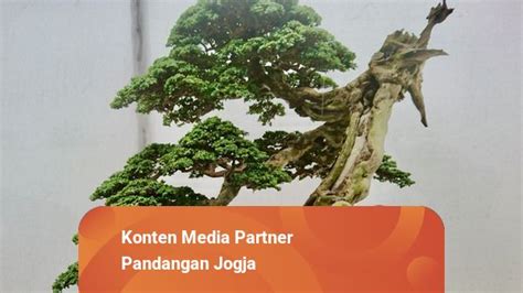 Mengenal Pohon Sancang Yang Bisa Dijadikan Bonsai Seharga Miliar