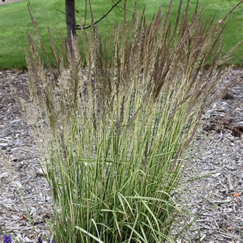 Ornamental Grasses Connon Nurseries Inc