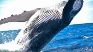 Spiritual Meanings And Symbolism Of Whale SacredSymbo