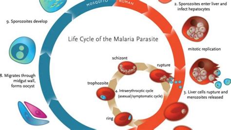 life cycle of plasmodium class 12 - Tammi Mcgrew