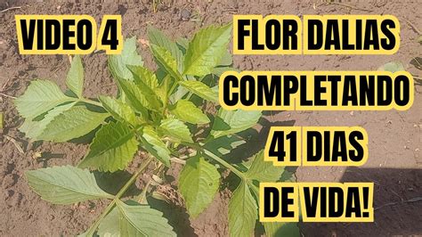 Flor Dalias Como Plantar E Cuidar Pra Ter Muitas Flores Youtube