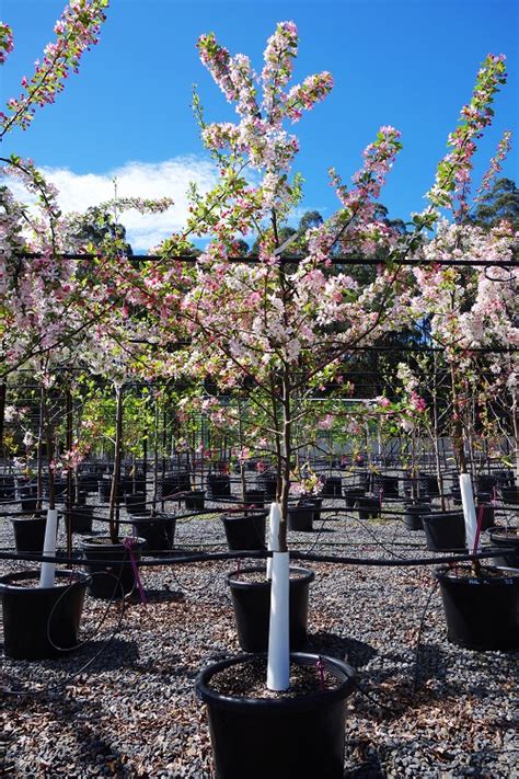 Malus Floribunda Wholesale Plant Nursery Melbourne