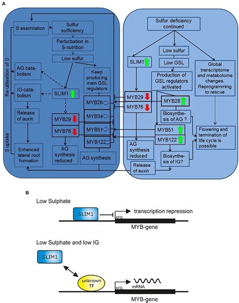 The Final Model For The R R Myb Mediated Regulation Of Glucosinolate