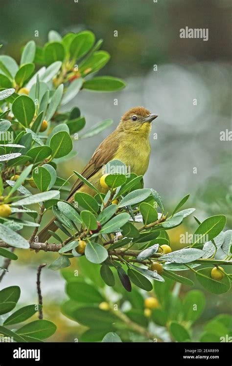 Yellow Bellied Greenbul Chlorocichla Flaviventris Flaviventris Adult