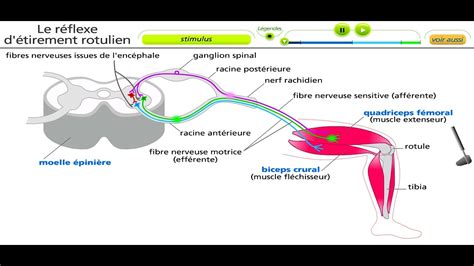 Le Reflexe Myotatique YouTube