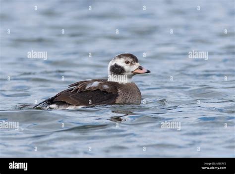 Juvenile male long tailed duck hi-res stock photography and images - Alamy