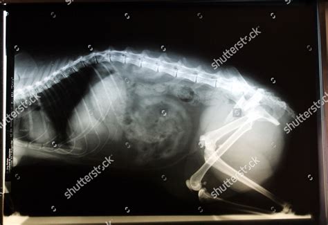 Xray Picture Cat Editorial Stock Photo - Stock Image | Shutterstock