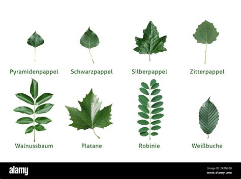 Leaf Leaves Isolated Varieties Poplar Papulus Pyramidal Poplar