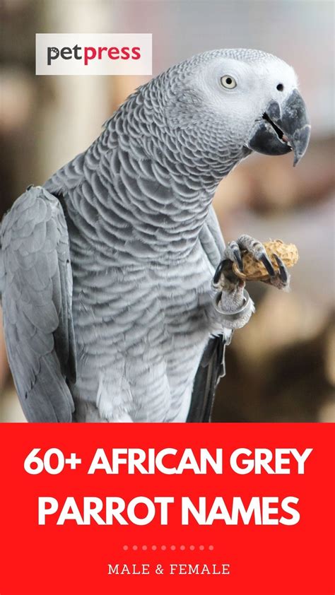 African Grey Parrot Names: 60+ Best Names for Your Grey Parrot