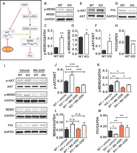 Fmrp Regulates Mdm Phosphorylation Through The Akt Pathway A