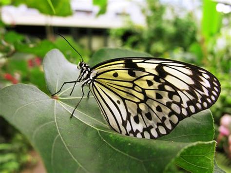 Mariposas Fotos De Borboletas Borboleta Folhas Verdes