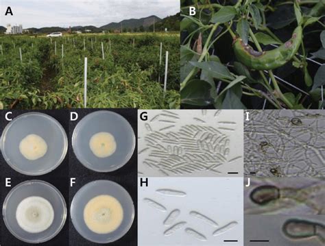 Anthracnose Disease Caused By Colletotrichum Scovillei On Chili Pepper