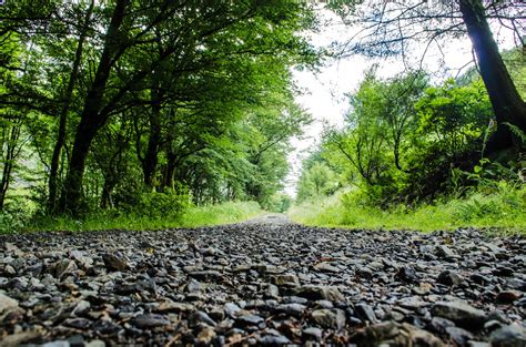 Way Through The Forest Free Stock Photo Public Domain Pictures