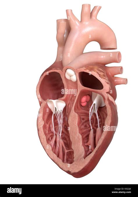 Heart Anatomy With Valves Anatomical Charts Posters