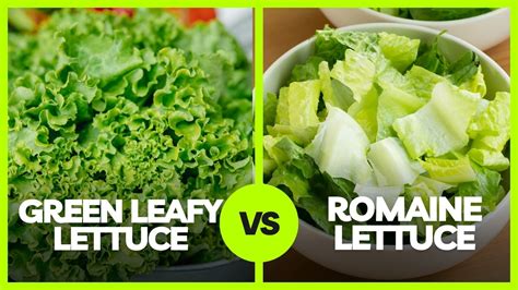 Green Leaf Lettuce Vs Romaine Lettuce Whats The Difference Living