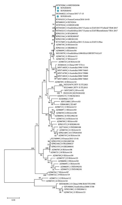 Phylogenetic Relationship Of Btv From Outbreaks In Kosovo In And