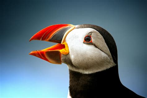 Black Atlantic Puffin · Free Stock Photo