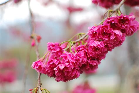 Images Gratuites Fleurs De Cerisier Rose Printemps Fleur De